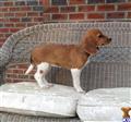 Beagle