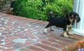 Beagle