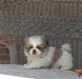 Pekingese