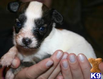Papillon Puppies for Sale