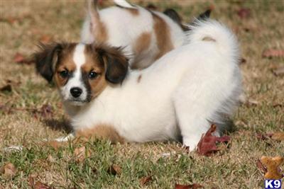 Papillon Puppies for Sale
