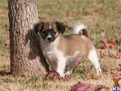 Papillon Puppies for Sale
