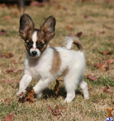 Papillon Puppies for Sale