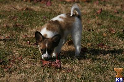 Papillon Puppies for Sale