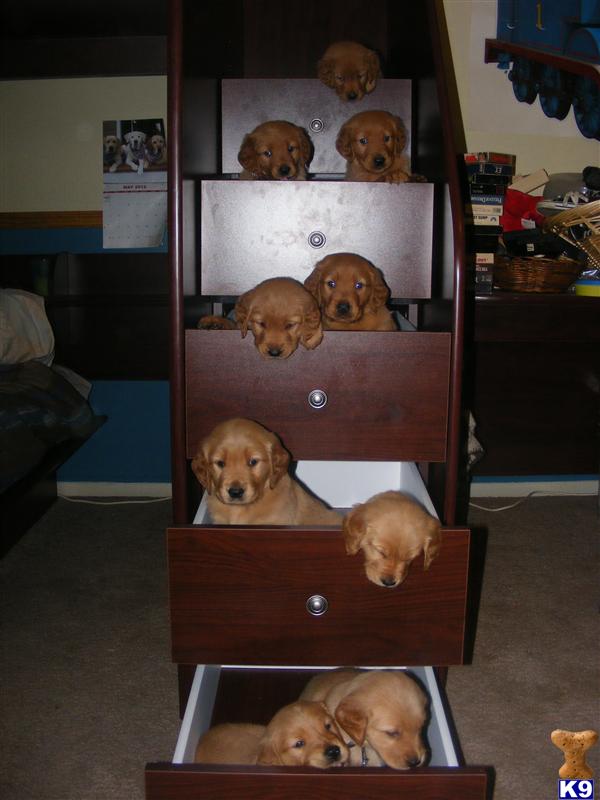 Golden Retriever Puppies