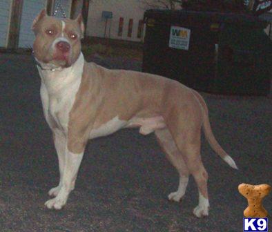 Stud Dogs in IN