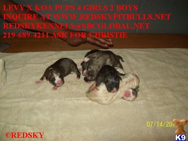 Puppies in Gary