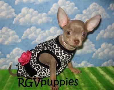 Chihuahua Puppies in TX