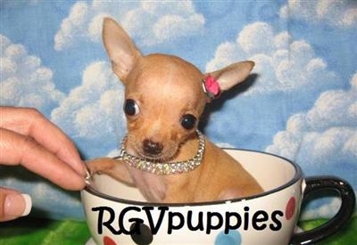 Chihuahua Puppies in TX