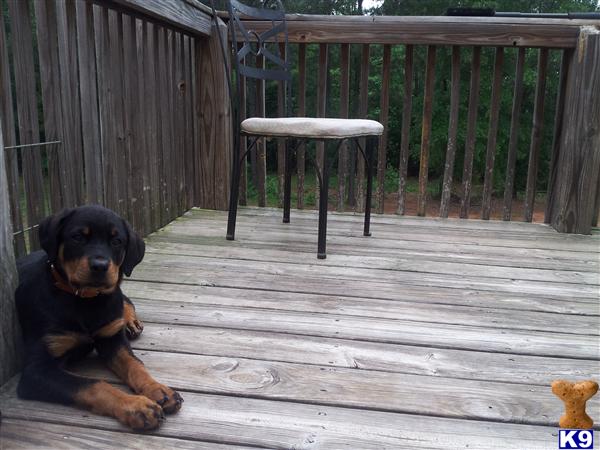 Puppies in GA
