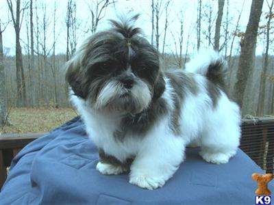 Puppies in TN