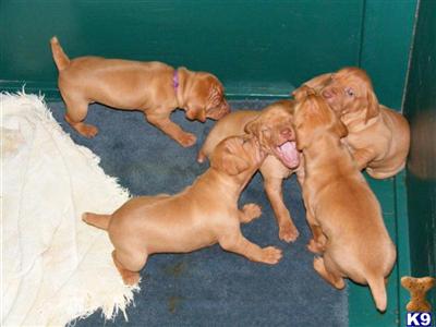 Vizsla Puppies for Sale