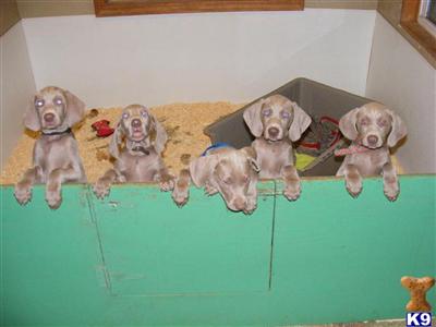Puppies in IA