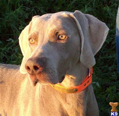 Stud Dogs - Weimaraner