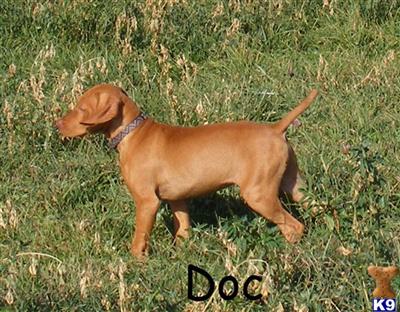 Vizsla Puppies for Sale
