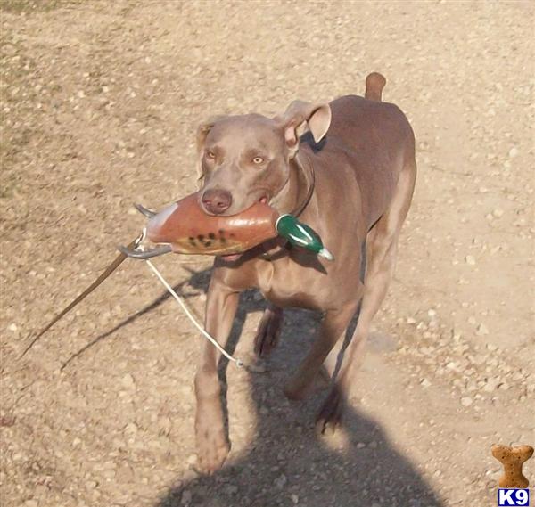 Stud Dogs - Weimaraner