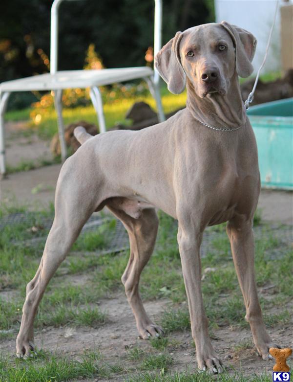 Stud Dogs - Weimaraner