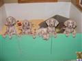 Weimaraner