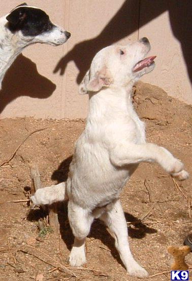 Jack Russell Terrier Puppies