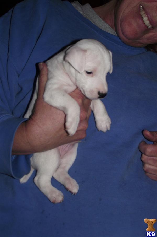 Jack Russell Terrier Puppies