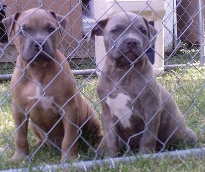 Puppies for Sale