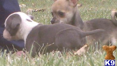 Puppies in IN