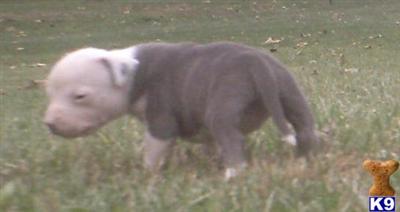 Puppies in IN