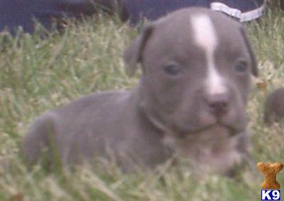 Puppies in IN