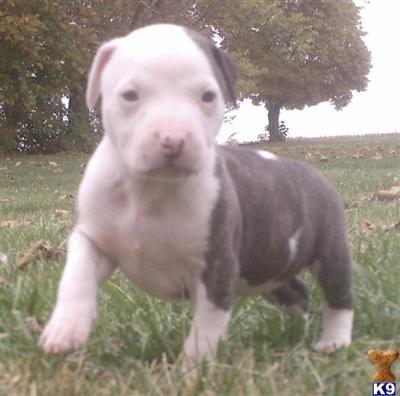 Puppies in IN