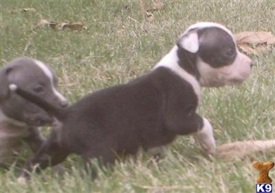 Puppies in IN