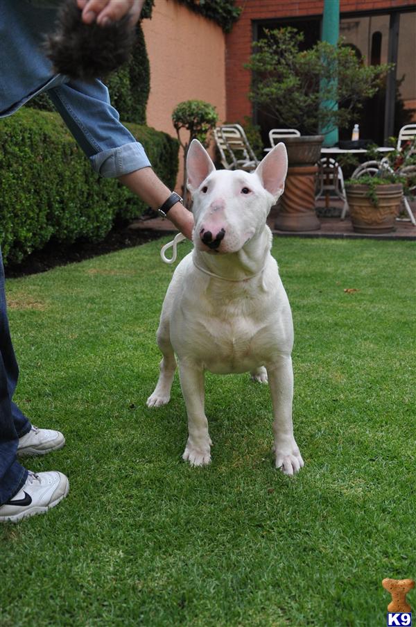 Stud Dogs - Bull Terrier
