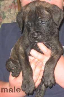 Puppies in WI