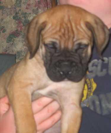 Puppies in WI