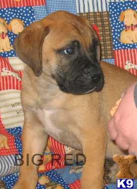 Bullmastiff Puppies for Sale