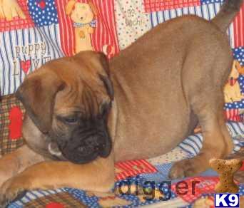 Bullmastiff Puppies for Sale