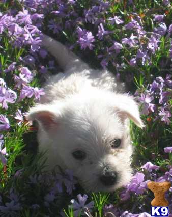 West Highland White Terrier Puppies for Sale