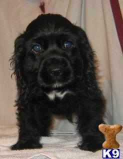 Puppies in WI