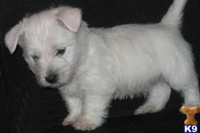 West Highland White Terrier Puppies for Sale