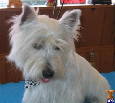 akc west highland terriers for sale