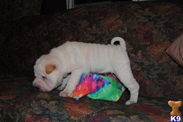 Puppies in WI