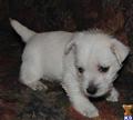 West Highland White Terrier
