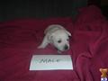 West Highland White Terrier