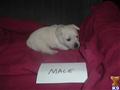 West Highland White Terrier
