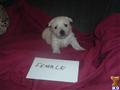 West Highland White Terrier