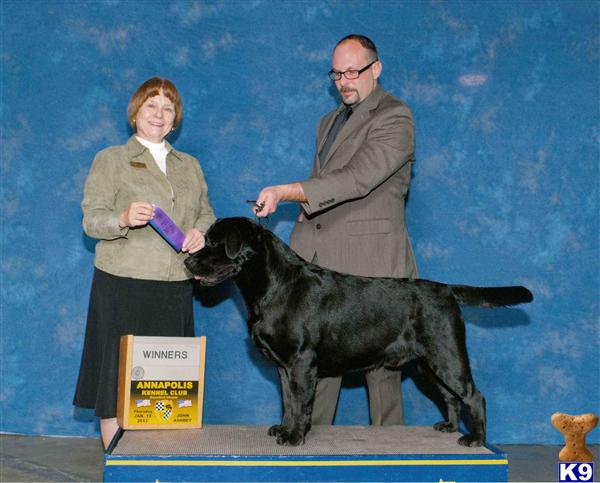 Stud Dogs - Labrador Retriever