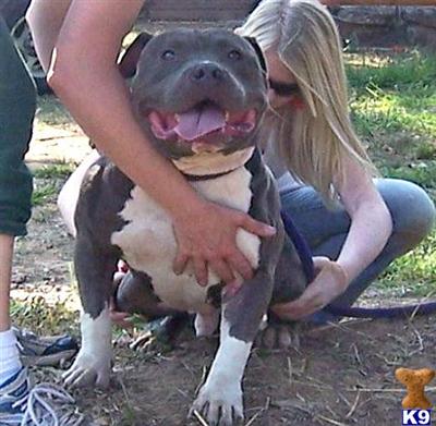 Puppies in Muskogee