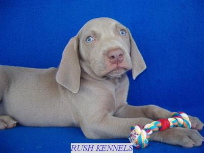 Puppies in NC