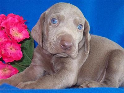 Dogs for Sale in NC
