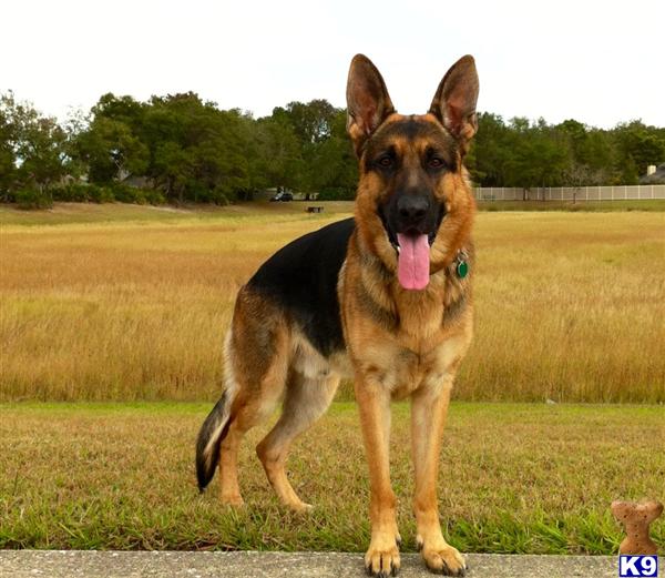 german shepherd puppies for sale in florida ta document moved german shepherd puppies for sale in florida ta document moved