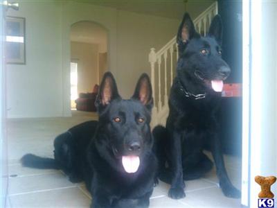Stud Dogs - German Shepherd